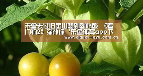未曾去过旧金山想到就心酸 《看门狗2》弥补你‘乐鱼体育app下载’(图2) 乐鱼app