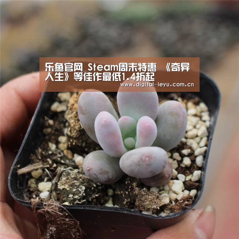 乐鱼app